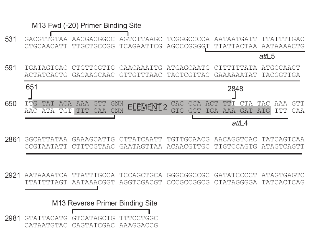pDONR221-P5P4多克隆位点
