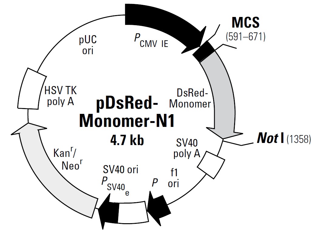 pDsRED-Monomer-N1载体图谱