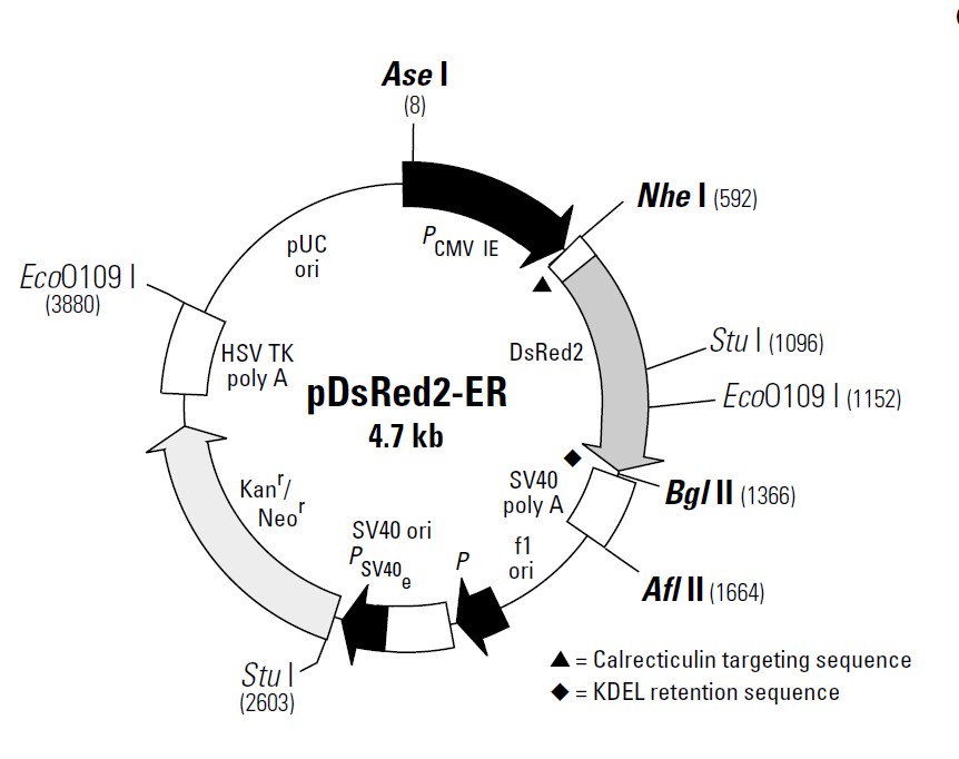 pDsRED2-ER载体图谱
