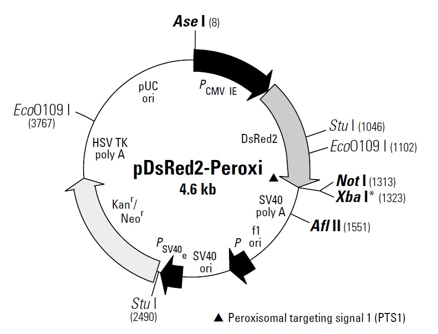 pDsRED2-Peroxi载体图谱