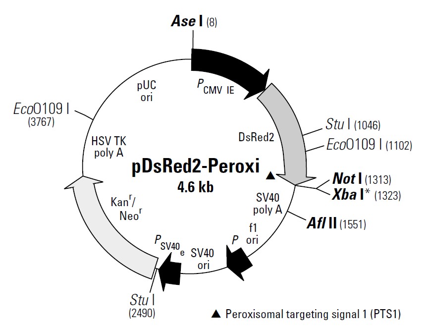 pDsRED2-Peroxi載體圖譜