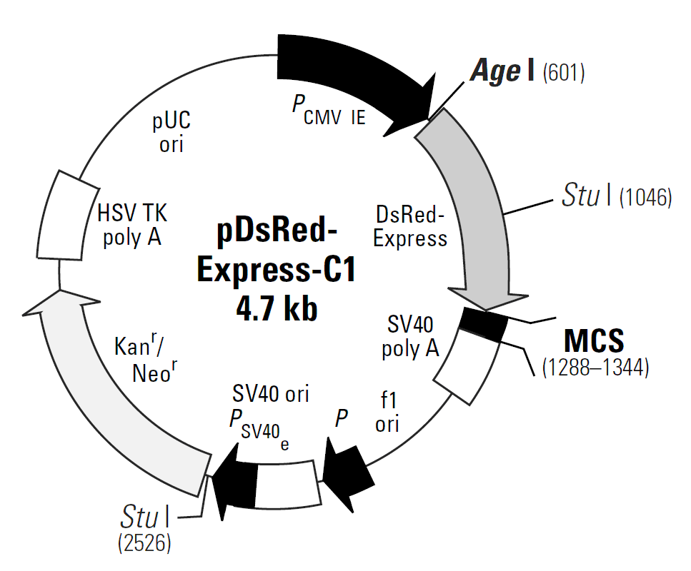 pDsRed-Express-C1载体图谱