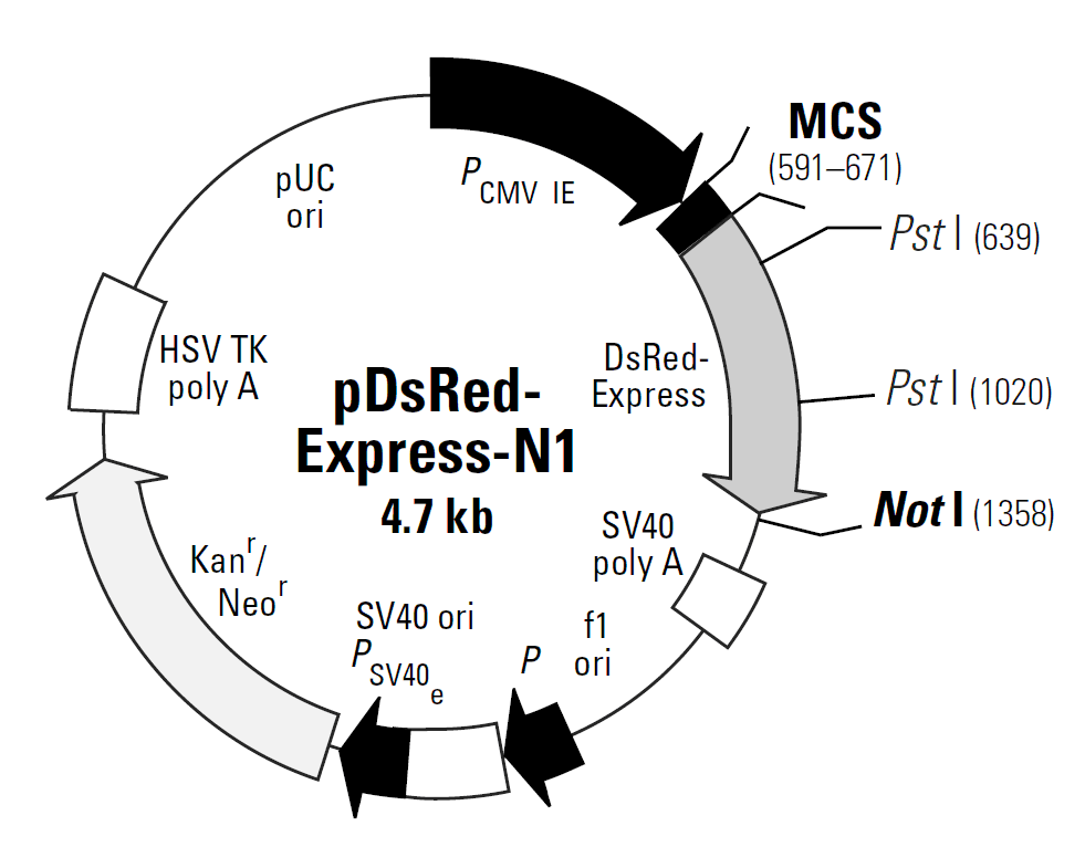 pDsRed-Express-N1載體圖譜