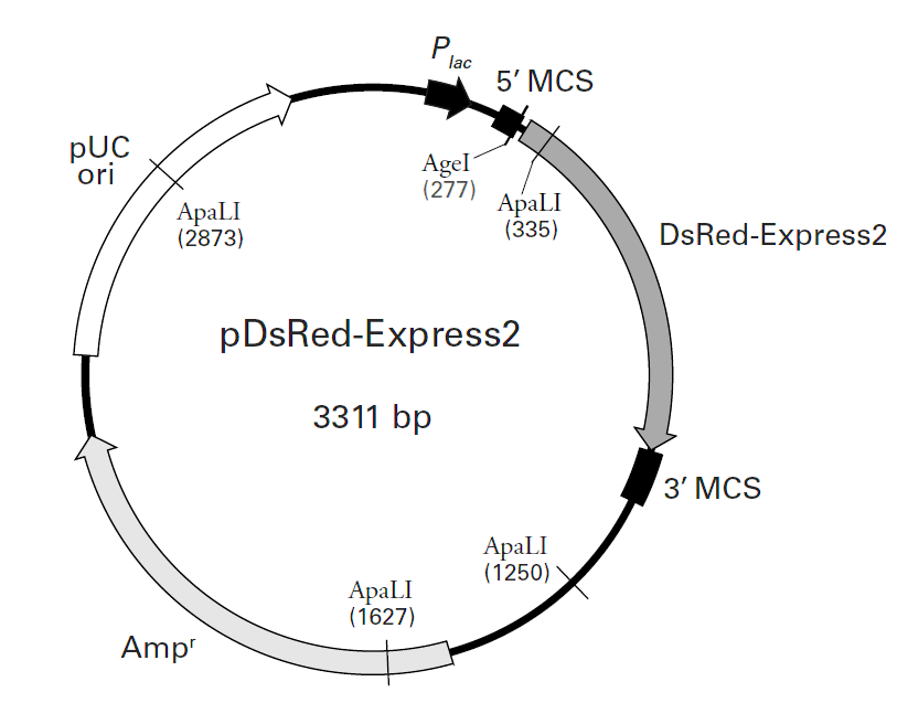 pDsRed-Express2 载体图谱