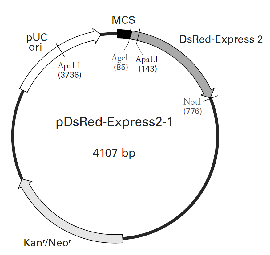 pDsRed-Express2-1載體圖譜