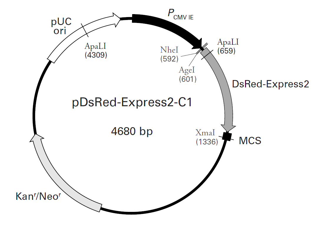 pDsRed-Express2-C1载体图谱