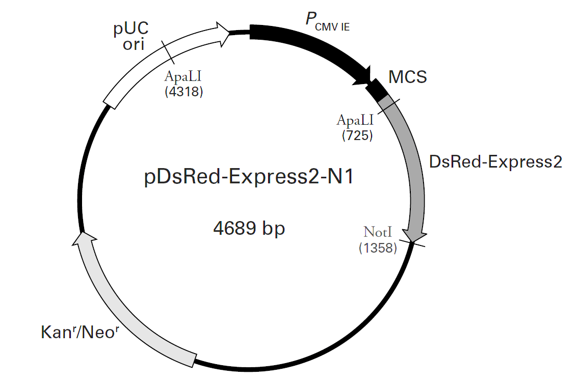 pDsRed-Express2-N1载体图谱