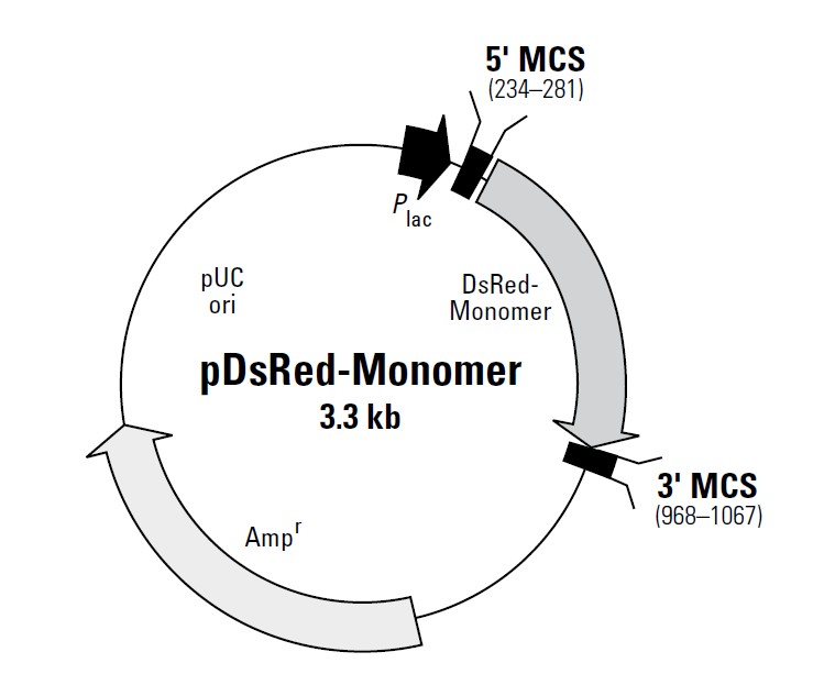 pDsRed-Monomer载体图谱