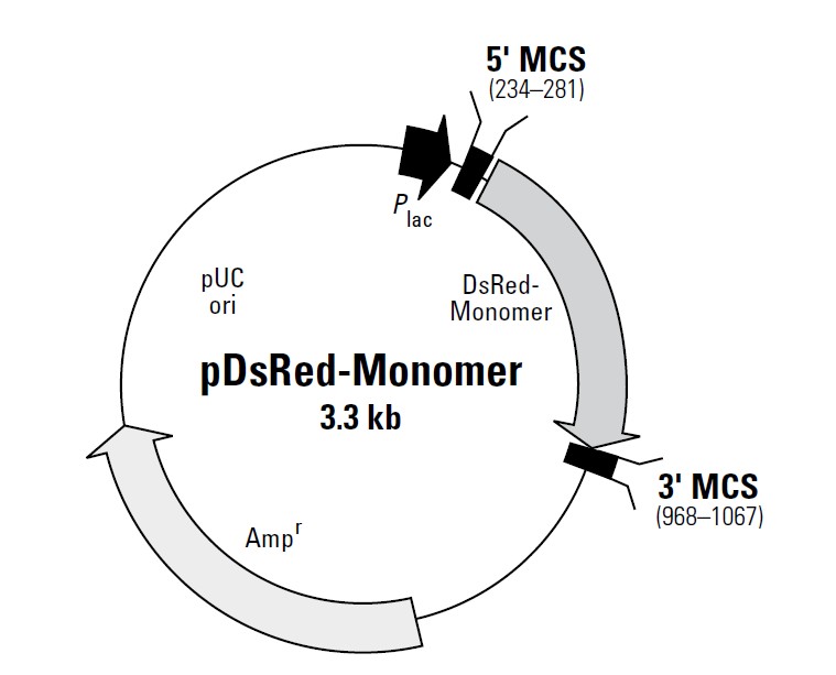pDsRed-Monomer載體圖譜