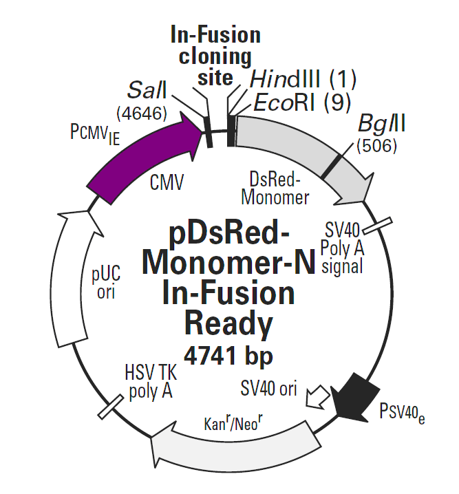 pDsRed-Monomer-N In-Fusion Ready载体图谱