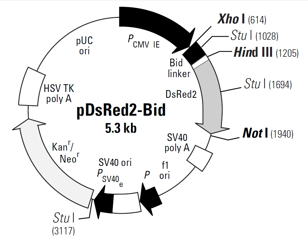 pDsRed2-Bid载体图谱