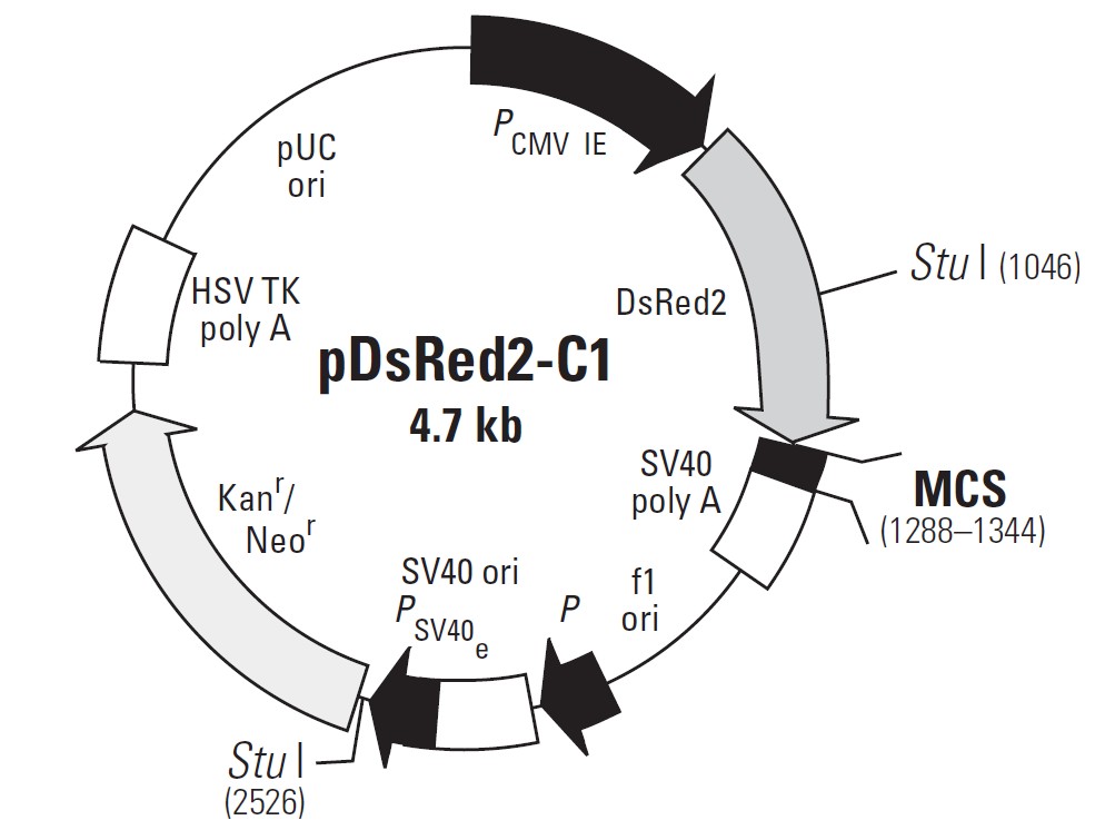 pDsRed2-C1载体图谱