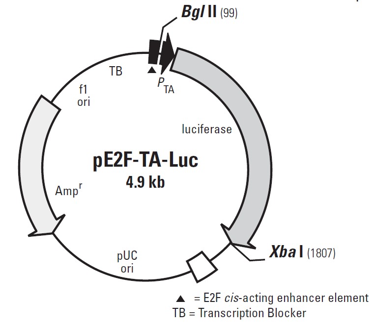 pE2F-TA-Luc载体图谱
