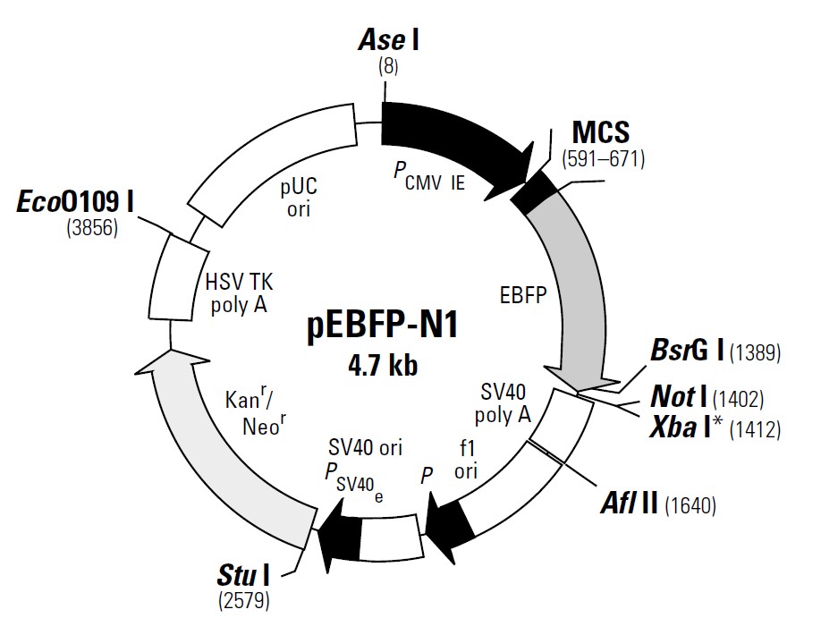 pEBFP-N1载体图谱