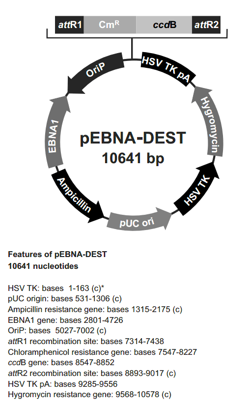 pEBNA-DEST载体图谱
