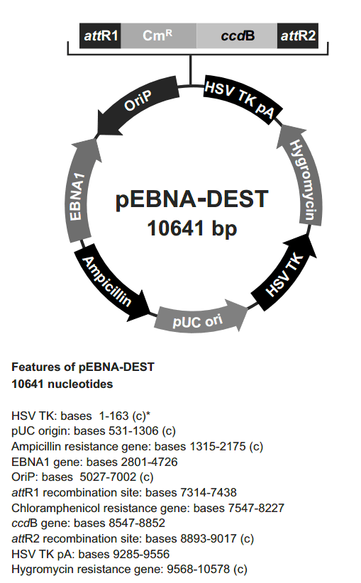 pEBNA-DEST載體圖譜