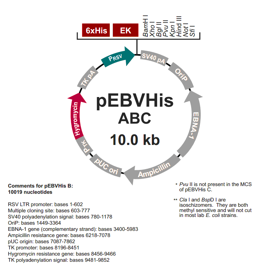 pEBVHis A载体图谱