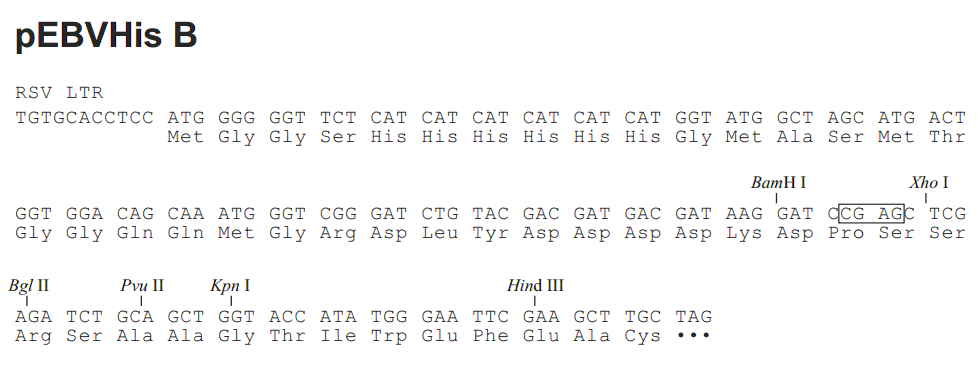 pEBVHis B多克隆位点
