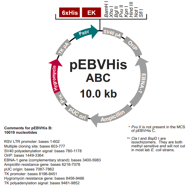 pEBVHis B載體圖譜