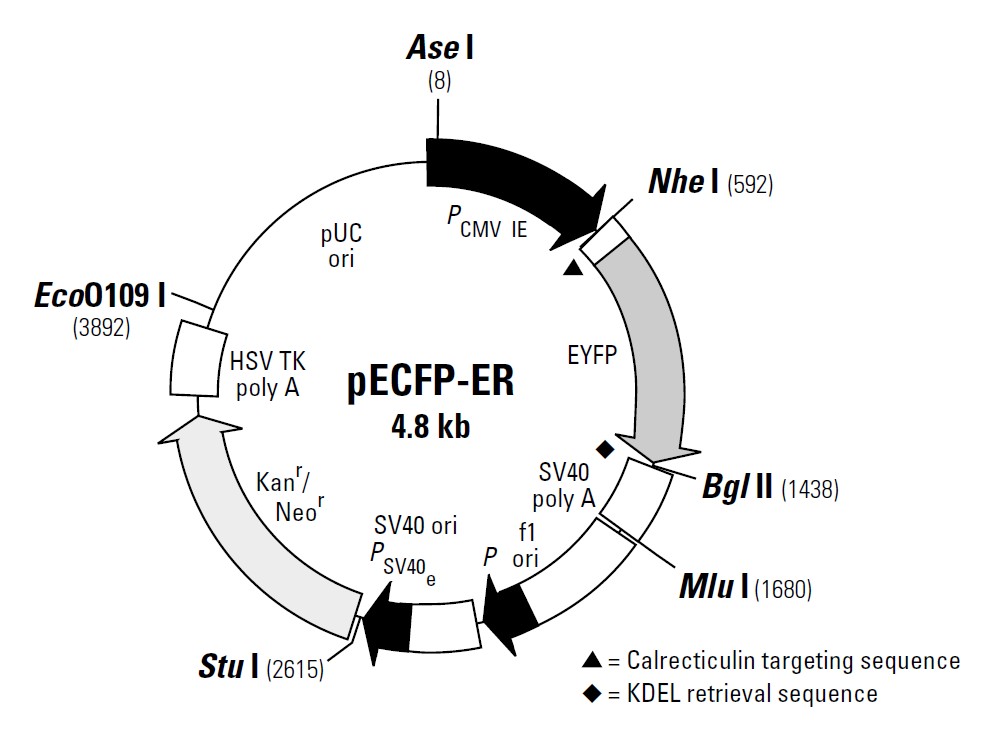 pECFP-ER载体图谱