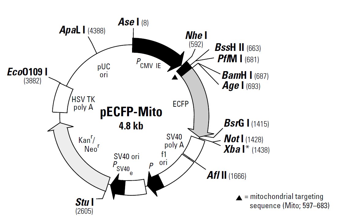 pECFP-Mito载体图谱