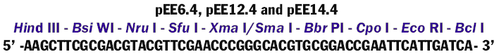 pEE6.4多克隆位点