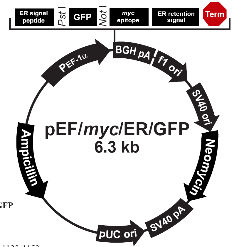 pEF-myc-ER-GFP載體圖譜