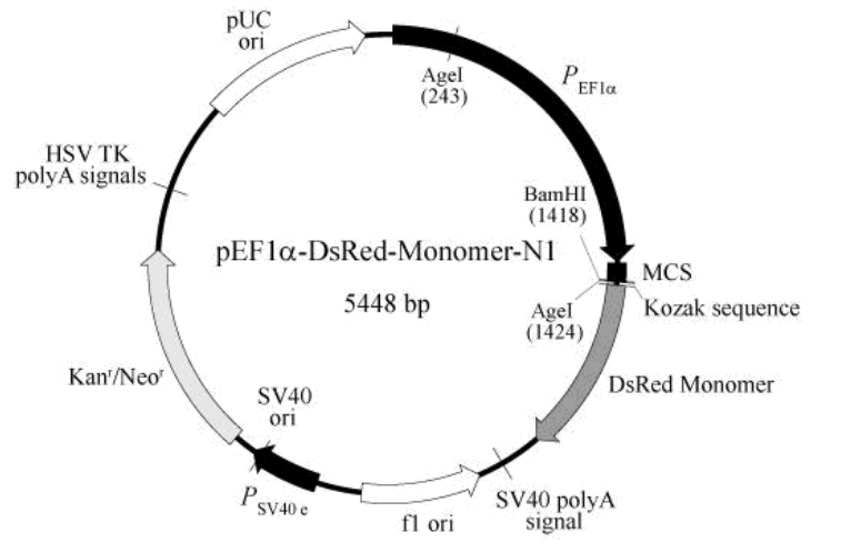 pEF1α-DsRed-Monomer-N1载体图谱