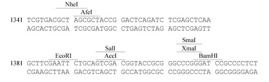 pEF1α-IRES-AcGFP1 多克隆位点