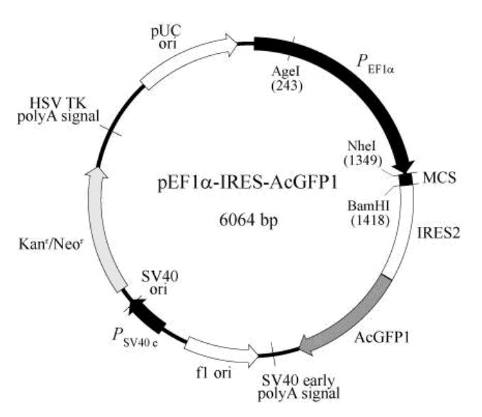 pEF1α-IRES-AcGFP1载体图谱