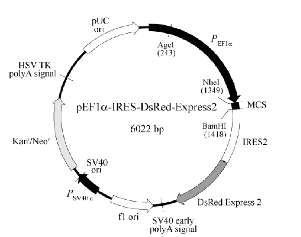 pEF1α-IRES-DsRed-Express2载体图谱
