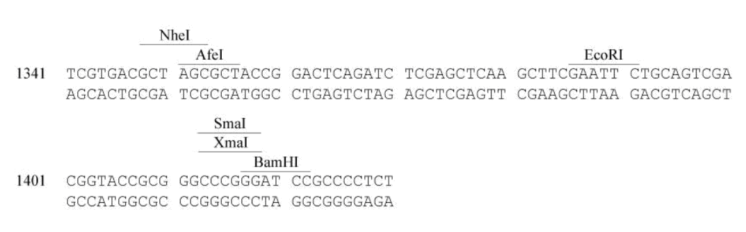 pEF1α-IRES-ZsGreen1 多克隆位點(diǎn)