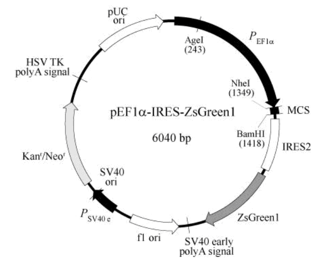 pEF1α-IRES-ZsGreen1載體圖譜
