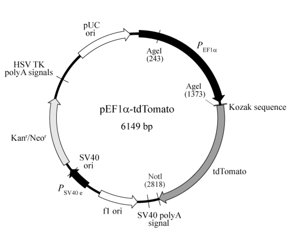 pEF1α-tdTomato载体图谱