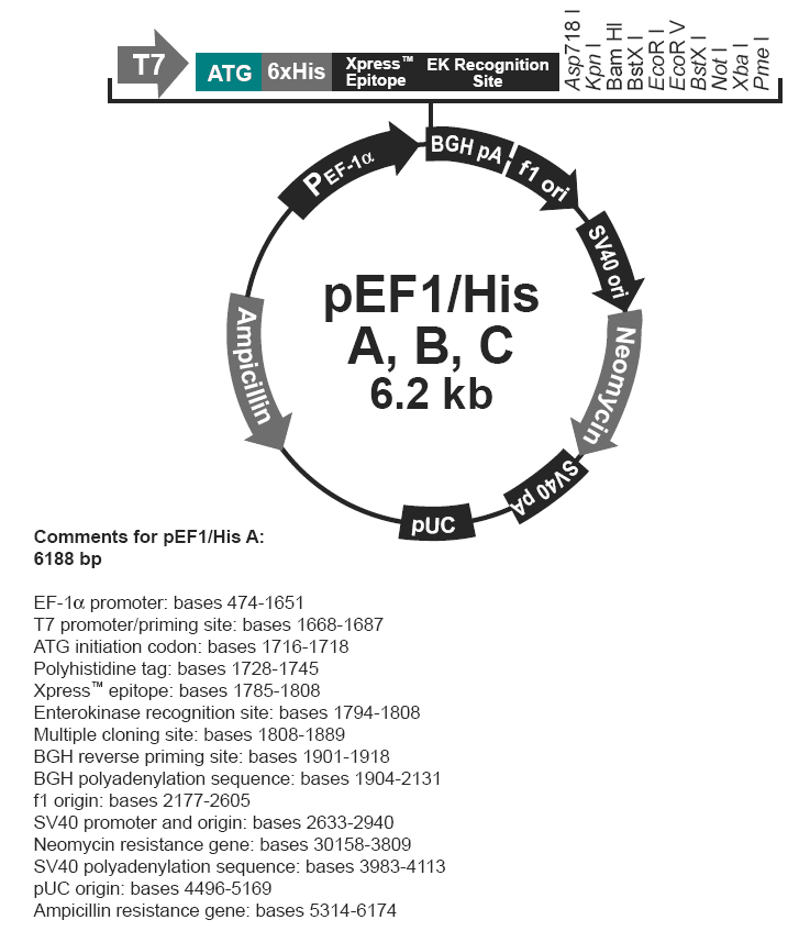 pEF1-His C载体图谱