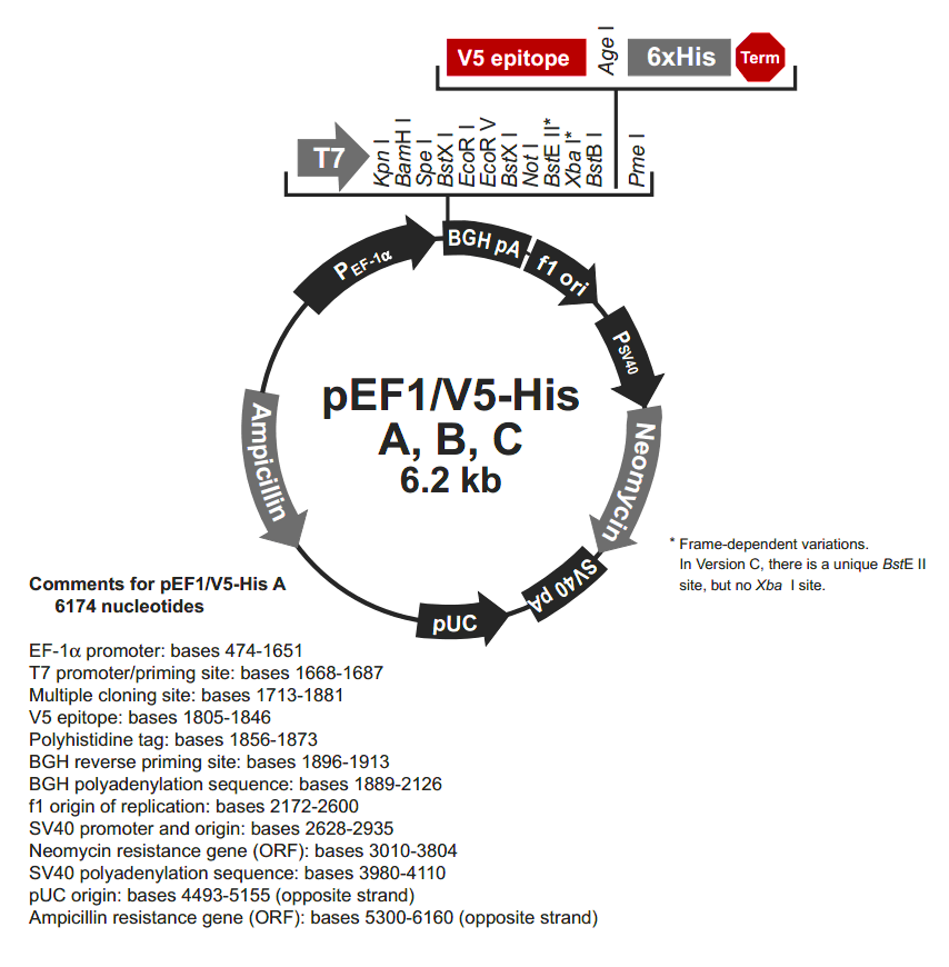 pEF1-V5-His B载体图谱