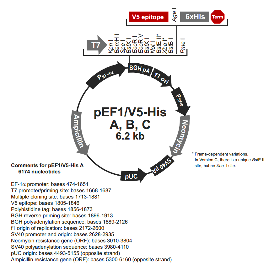 pEF1-V5-His C载体图谱