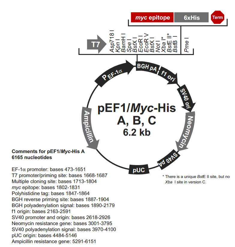 pEF1-myc-His A载体图谱
