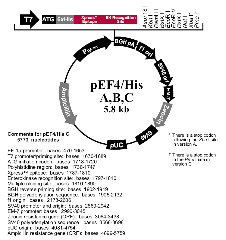 pEF4-His B载体图谱