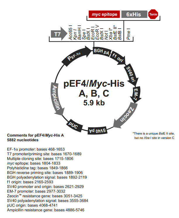 pEF4-myc-His A载体图谱