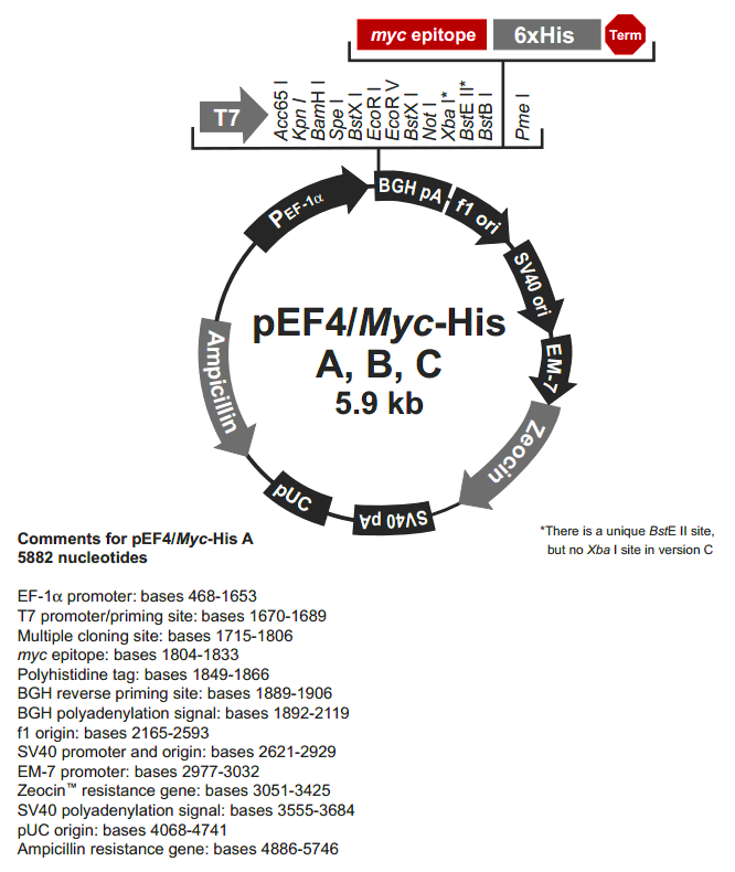 pEF4-myc-His B载体图谱