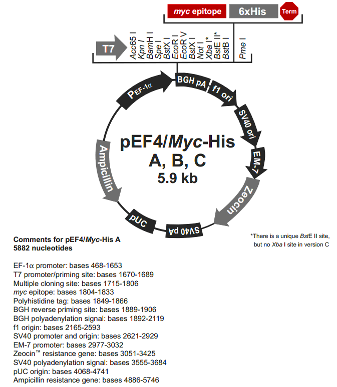 pEF4-myc-His C载体图谱