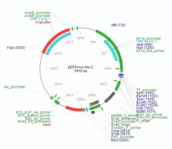 pEF6/myc-His C载体特征