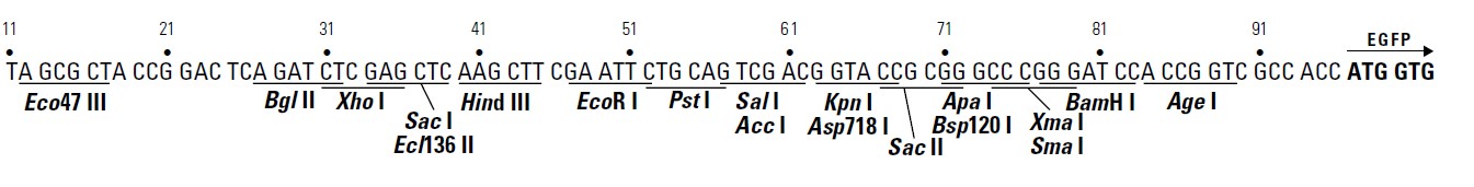 pEGFP-1多克隆位点