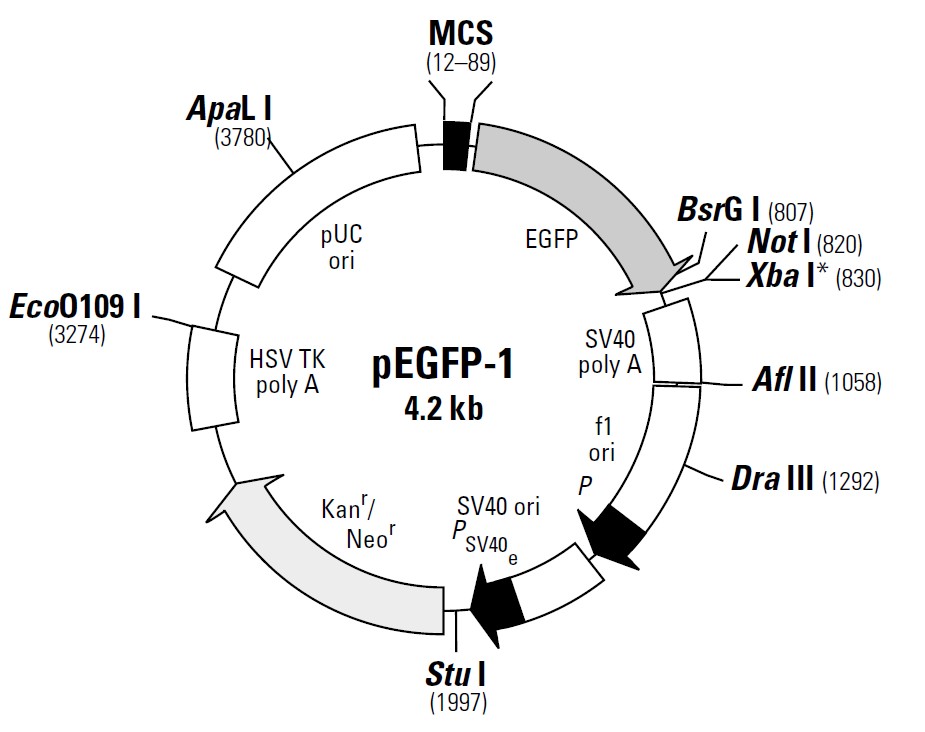 pEGFP-1载体图谱