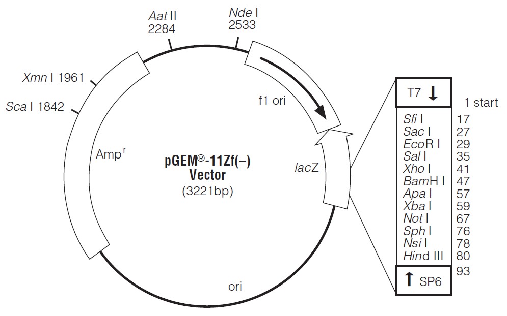 pEGM-11ZF(+)載體圖譜