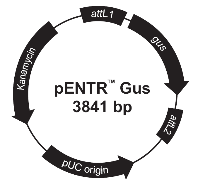 pENTR-GUS载体图谱