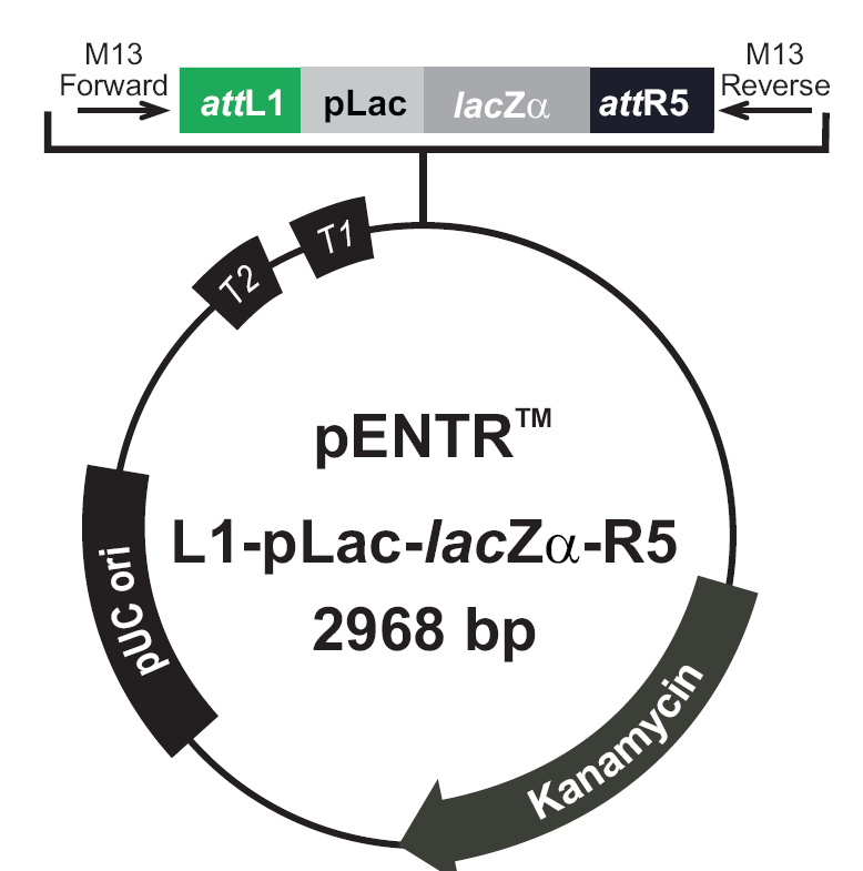 pENTR-L1-pLac-lacZa-R5載體圖譜