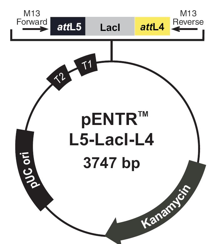 pENTR-L5-LacI-L4载体图谱