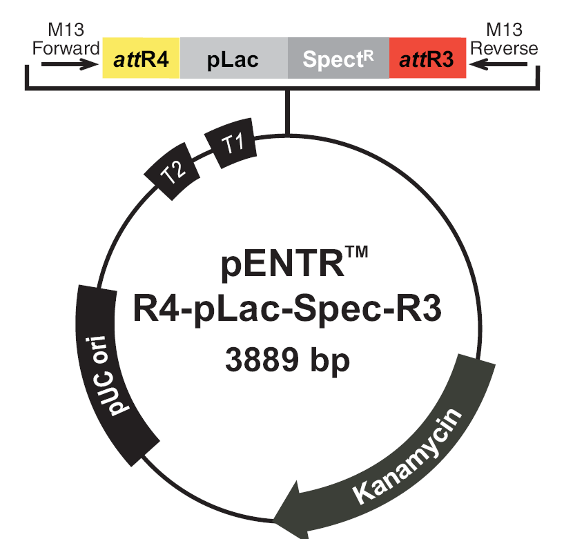 pENTR-R4-pLac-Spec-R3載體圖譜